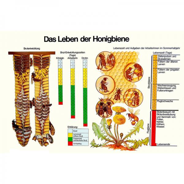 Lehrtafel "Das Leben der Honigbiene"